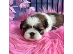 Shih Tzu Puppy for sale in Apopka, FL, USA