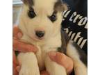 Siberian Husky Puppy for sale in Pittsville, WI, USA