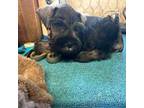 Schnauzer (Miniature) Puppy for sale in Frankston, TX, USA