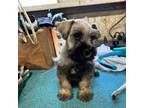 Schnauzer (Miniature) Puppy for sale in Frankston, TX, USA