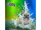 Gibby Sable Merle