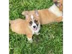 Pembroke Welsh Corgi Puppy for sale in Richmond, MO, USA