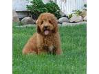 Goldendoodle Puppy for sale in Millersburg, OH, USA