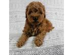 Goldendoodle Puppy for sale in Millersburg, OH, USA