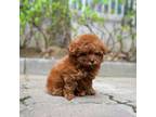 Poodle (Toy) Puppy for sale in Wellesley, MA, USA