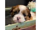 Shih Tzu Puppy for sale in Lansing, IA, USA