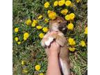 Shiba Inu Puppy for sale in Grabill, IN, USA