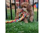 Poodle (Toy) Puppy for sale in Chester, SC, USA