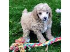 Poodle (Toy) Puppy for sale in Chester, SC, USA