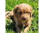 Cavapoo Puppy for sale in Loudonville, OH, USA
