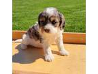 Cavapoo Puppy for sale in Loudonville, OH, USA