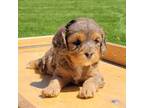 Cavapoo Puppy for sale in Loudonville, OH, USA