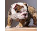 Bulldog Puppy for sale in Rogersville, MO, USA