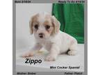 Cockalier Puppy for sale in Springfield, MO, USA