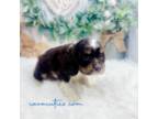 Cocker Spaniel Puppy for sale in Mccomb, MS, USA