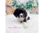 Cocker Spaniel Puppy for sale in Mccomb, MS, USA