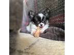 Chihuahua Puppy for sale in Cartersville, GA, USA