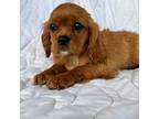 Cavalier King Charles Spaniel Puppy for sale in Honey Grove, TX, USA