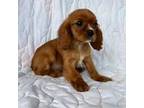 Cavalier King Charles Spaniel Puppy for sale in Honey Grove, TX, USA