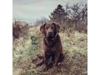 Chesapeake Bay Retriever Puppy for sale in Roundup, MT, USA