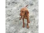 Vizsla Puppy for sale in Roundup, MT, USA