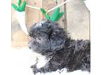 Shih-Poo Puppy for sale in Merritt Island, FL, USA