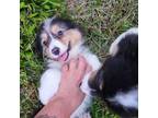 Pembroke Welsh Corgi Puppy for sale in Greensboro, NC, USA