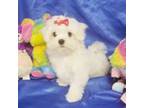 Maltese Puppy for sale in Mercer, PA, USA