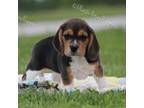 Beagle Puppy for sale in Lamar, MO, USA