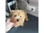 Yorkshire Terrier Puppy for sale in Gulf Breeze, FL, USA