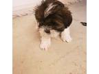 Shih Tzu Puppy for sale in Wakeman, OH, USA