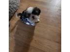 Shih Tzu Puppy for sale in Wakeman, OH, USA