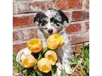 Miniature Australian Shepherd Puppy for sale in Sandown, NH, USA