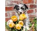 Blue Merle Female