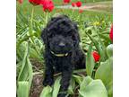 Cock-A-Poo Puppy for sale in Sunbury, PA, USA