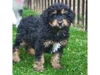 Aussiedoodle Puppy for sale in Chester, SC, USA
