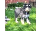 Aussiedoodle Puppy for sale in Chester, SC, USA
