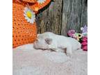 Bichon Frise Puppy for sale in Falcon, MO, USA