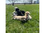 Labrador Retriever Puppy for sale in Clifford, MI, USA