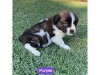 Saint Bernard Puppy for sale in Alba, TX, USA