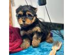 Yorkshire Terrier Puppy for sale in Adairsville, GA, USA