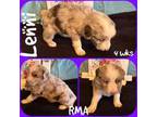 Australian Shepherd Puppy for sale in Meadows Of Dan, VA, USA