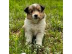 Shetland Sheepdog Puppy for sale in Mc Dade, TX, USA