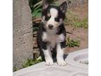 Border Collie Puppy for sale in Wichita, KS, USA