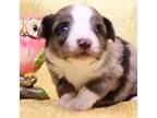 Miniature Australian Shepherd Puppy for sale in Crawford, CO, USA