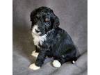 Mutt Puppy for sale in Cabool, MO, USA