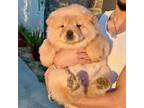 Chow Chow Puppy for sale in Mira Loma, CA, USA