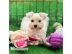 Schnauzer (Miniature) Puppy for sale in Baton Rouge, LA, USA