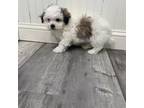 Shih Tzu Puppy for sale in Athens, WI, USA