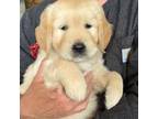 Golden Retriever Puppy for sale in Drake, CO, USA